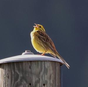 Yellowhammer