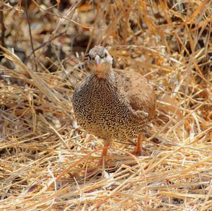 Natal Francolin