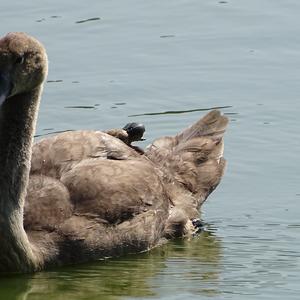 Mute Swan