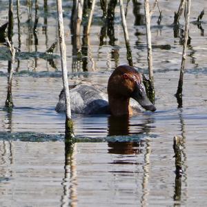 Common Pochard