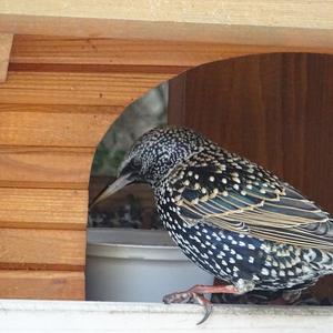 Common Starling