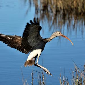 White Ibis