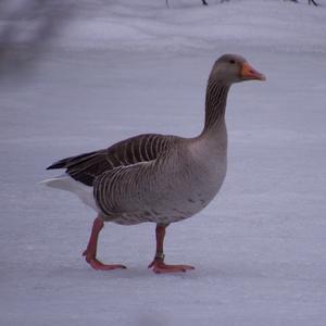 Greylag Goose