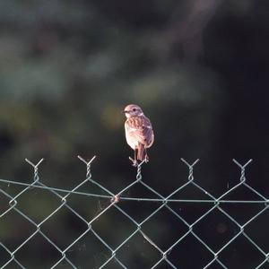 European stonechat