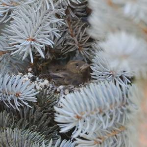 European Greenfinch