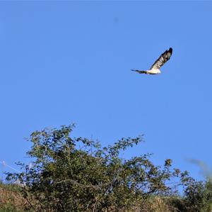 Common Buzzard