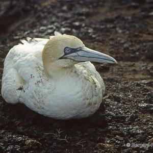 Northern Gannet