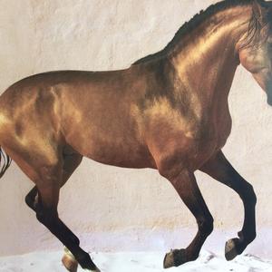 Belgian Warmblood