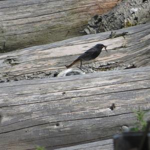 Black Redstart