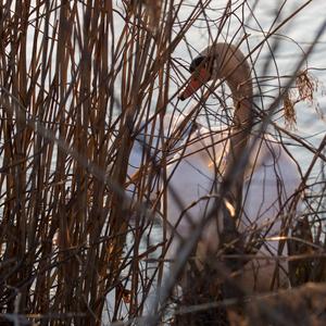 Mute Swan