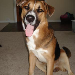 Unknown Breed