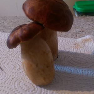 King Bolete