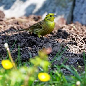 Yellowhammer