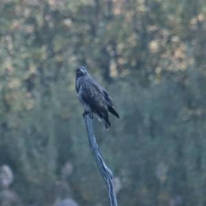 Common Buzzard