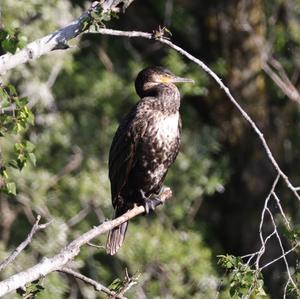 Great Cormorant