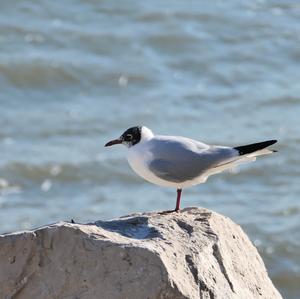 Black-headed Gull