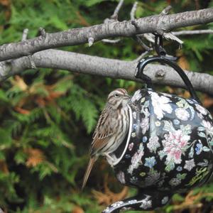 Song Sparrow