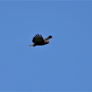 Common Buzzard