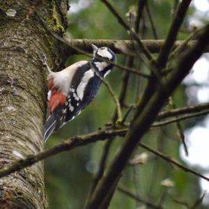 Great Spotted Woodpecker