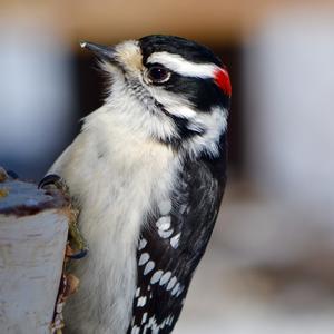 Downy Woodpecker