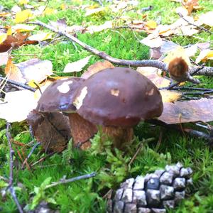 Bay Bolete