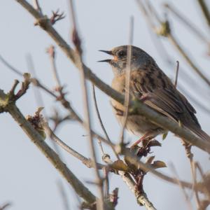 Hedge Accentor