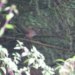 Hedge Accentor