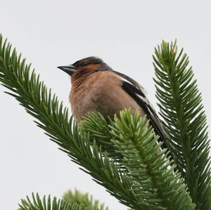 Eurasian Chaffinch