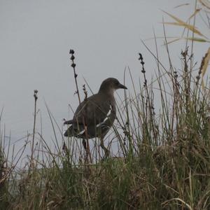 Common Moorhen