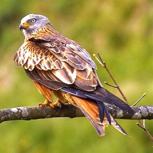 Red Kite