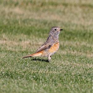 Common Redstart