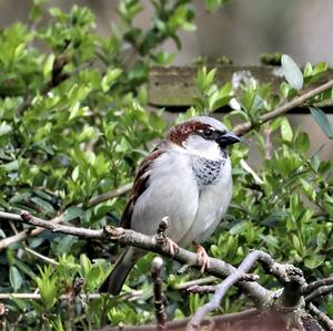 House Sparrow