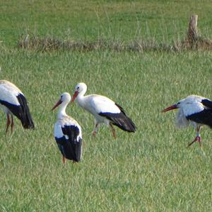 White Stork