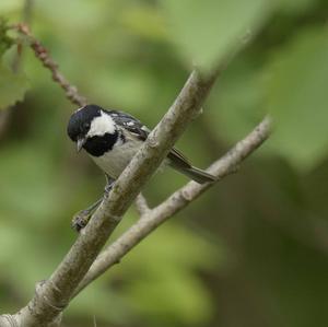 Coal Tit