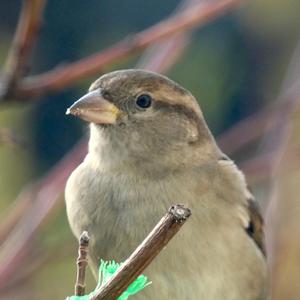 House Sparrow