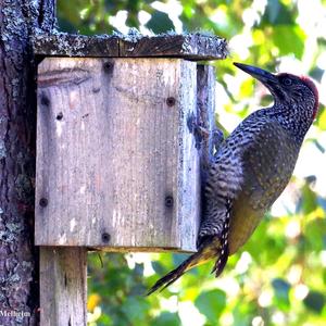 Grey-faced Woodpecker