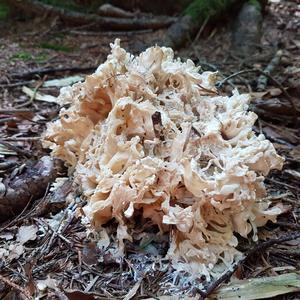 Rooting Cauliflower Mushroom