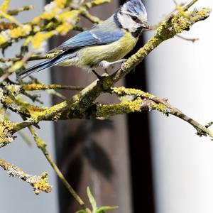 Blue Tit