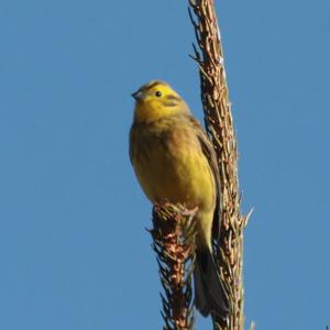 Yellowhammer