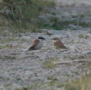 Red-backed Shrike