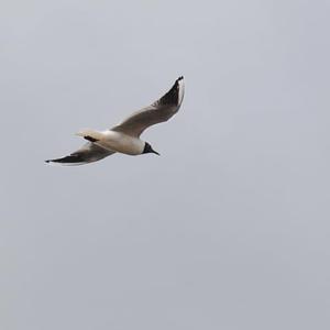 Mediterranean Gull