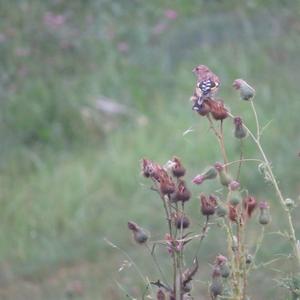 European Goldfinch