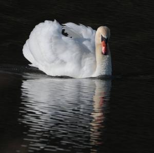 Mute Swan