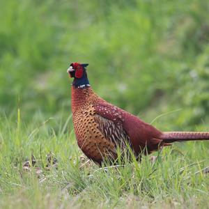 Common Pheasant