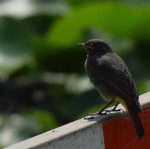 Black Redstart