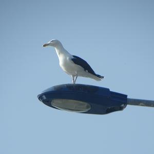 Great Black-backed Gull