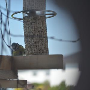 Blue Tit