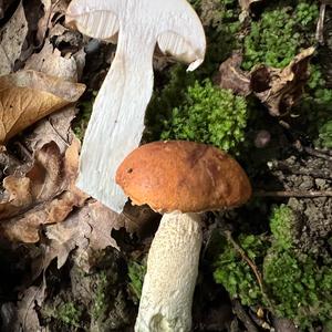 Orange Birch Bolete