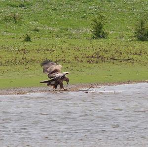 Seeadler