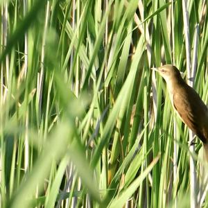 Great Reed-warbler